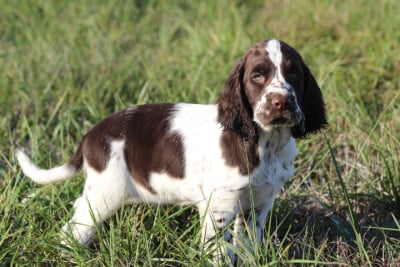 MALE 4 - English Springer Spaniel