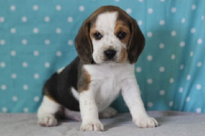 Les chiots de Beagle