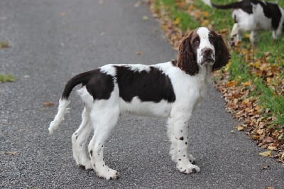Les chiots de English Springer Spaniel