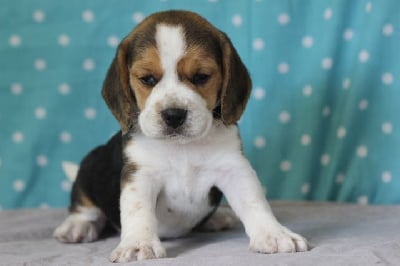 Les chiots de Beagle