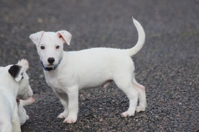 Les chiots de Jack Russell Terrier