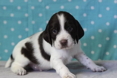 Les chiots de English Springer Spaniel