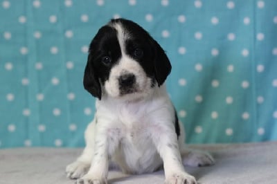 Les chiots de English Springer Spaniel