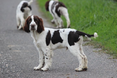 Les chiots de English Springer Spaniel