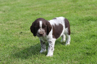 Les chiots de English Springer Spaniel
