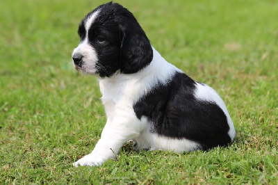 Les chiots de English Springer Spaniel