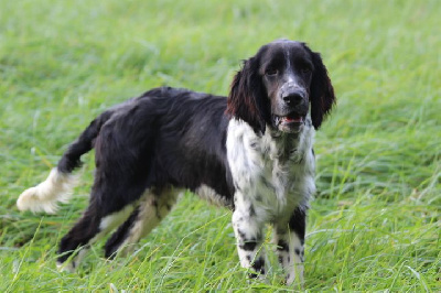 Les chiots de English Springer Spaniel