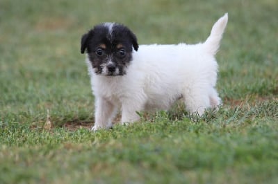 Les chiots de Jack Russell Terrier