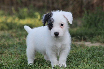 Les chiots de Jack Russell Terrier