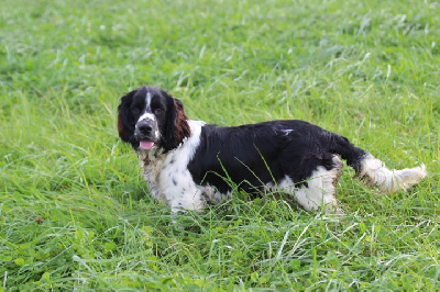Les chiots de English Springer Spaniel