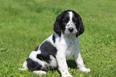 Les chiots de English Springer Spaniel