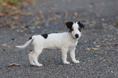 Les chiots de Jack Russell Terrier