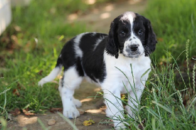 Les chiots de English Springer Spaniel