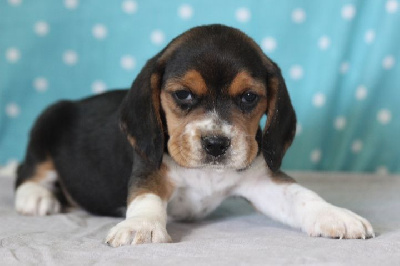 Les chiots de Beagle