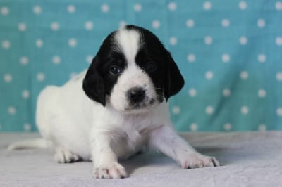 Les chiots de English Springer Spaniel