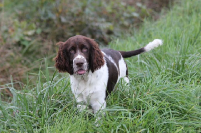 Les chiots de English Springer Spaniel