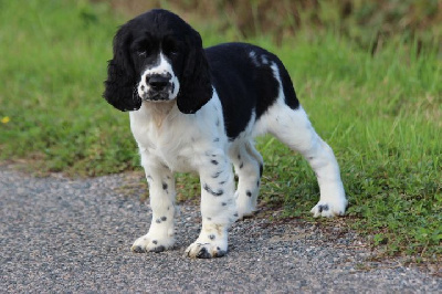 Les chiots de English Springer Spaniel