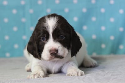 Les chiots de English Springer Spaniel