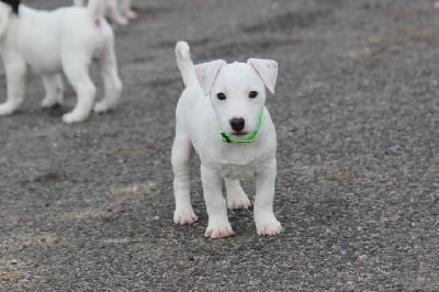 Les chiots de Jack Russell Terrier