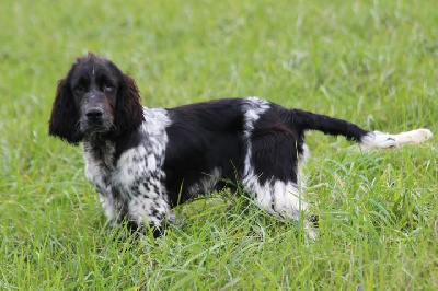Les chiots de English Springer Spaniel
