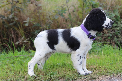 Les chiots de English Springer Spaniel