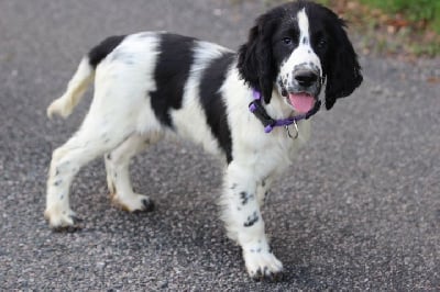 Les chiots de English Springer Spaniel