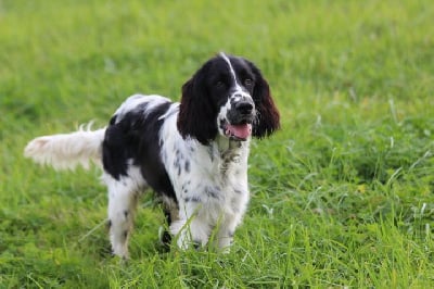 Les chiots de English Springer Spaniel