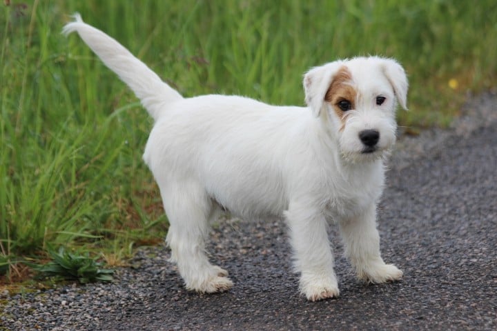 Jack Russell Terrier - des Diamants Verts
