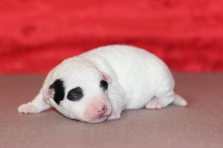 Jack Russell Terrier - des Diamants Verts