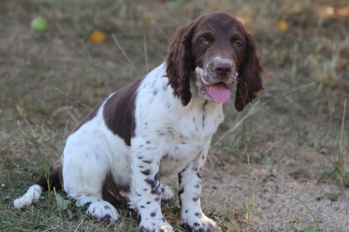 English Springer Spaniel - des Diamants Verts