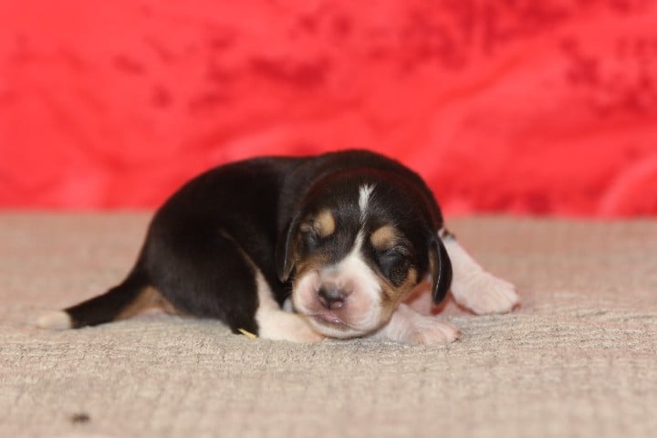 Beagle - des Diamants Verts