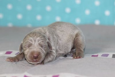 Braque de Weimar - des Diamants Verts