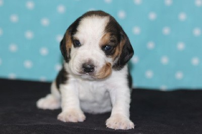 Beagle - des Diamants Verts