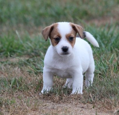 Chiot Elevage Des Diamants Verts Eleveur De Chiens Jack Russell Terrier