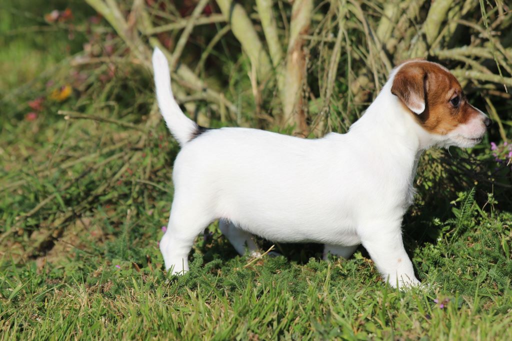 Chiot Elevage Des Diamants Verts Eleveur De Chiens Jack Russell Terrier