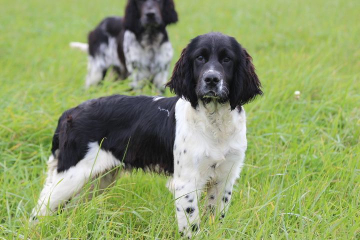 English Springer Spaniel - des Diamants Verts