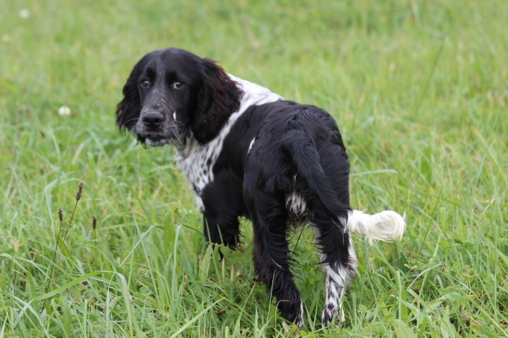 English Springer Spaniel - des Diamants Verts