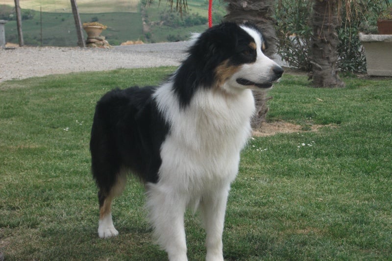 Publication : de la Plaine Ariègeoise Auteur : ribaute sandrine