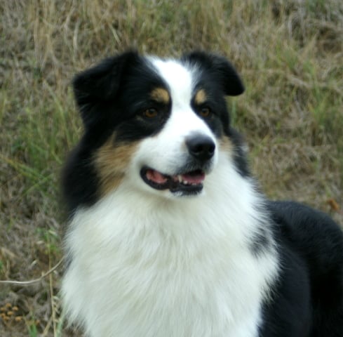 Publication : de la Plaine Ariègeoise Auteur : ribaute sandrine