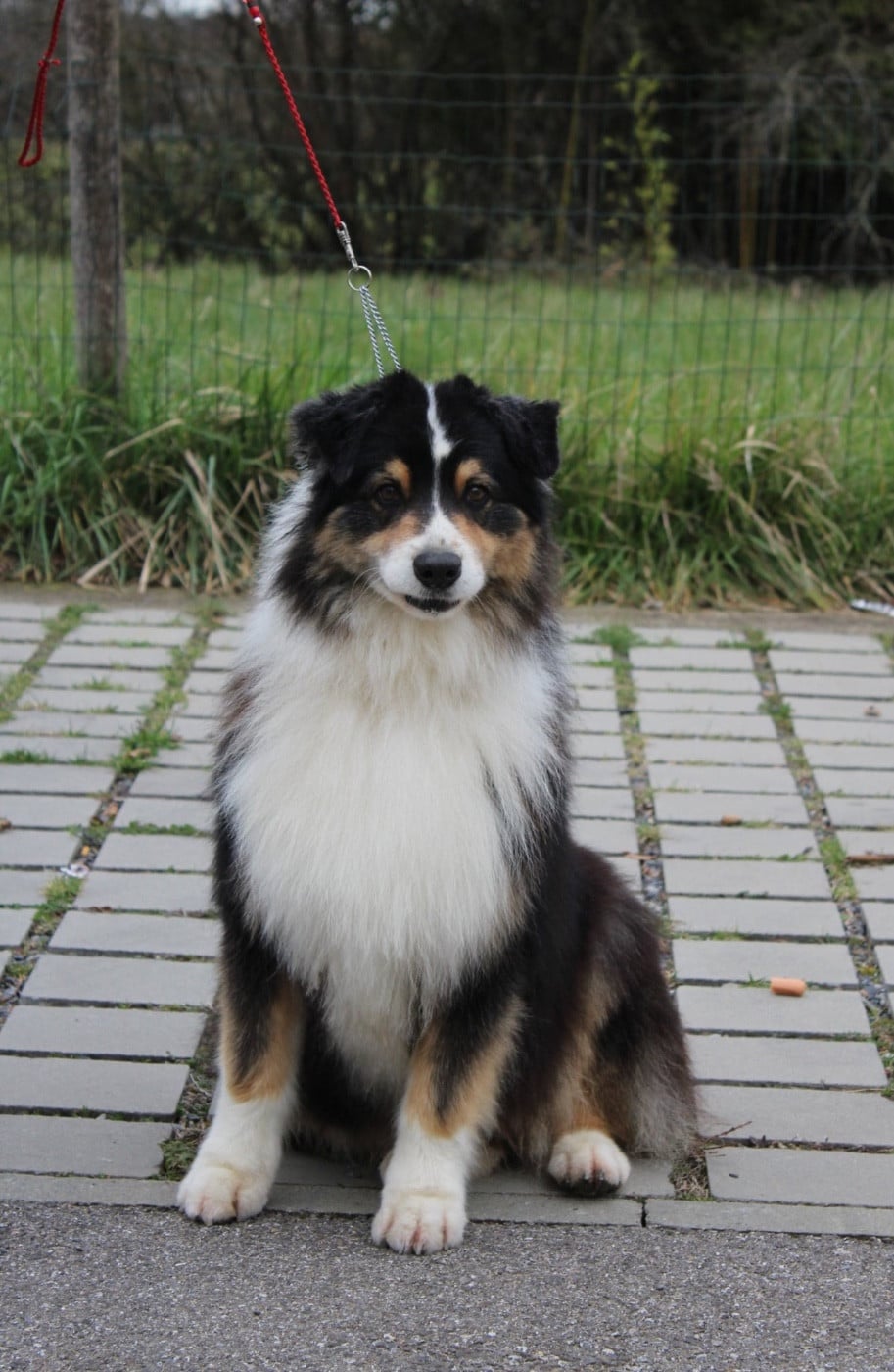 Oscar de la Plaine Ariègeoise