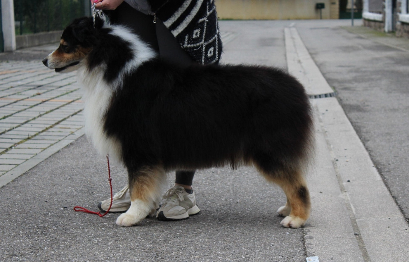Oscar de la Plaine Ariègeoise