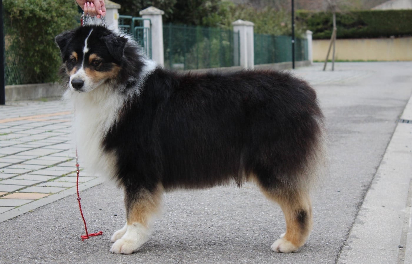 Oscar de la Plaine Ariègeoise