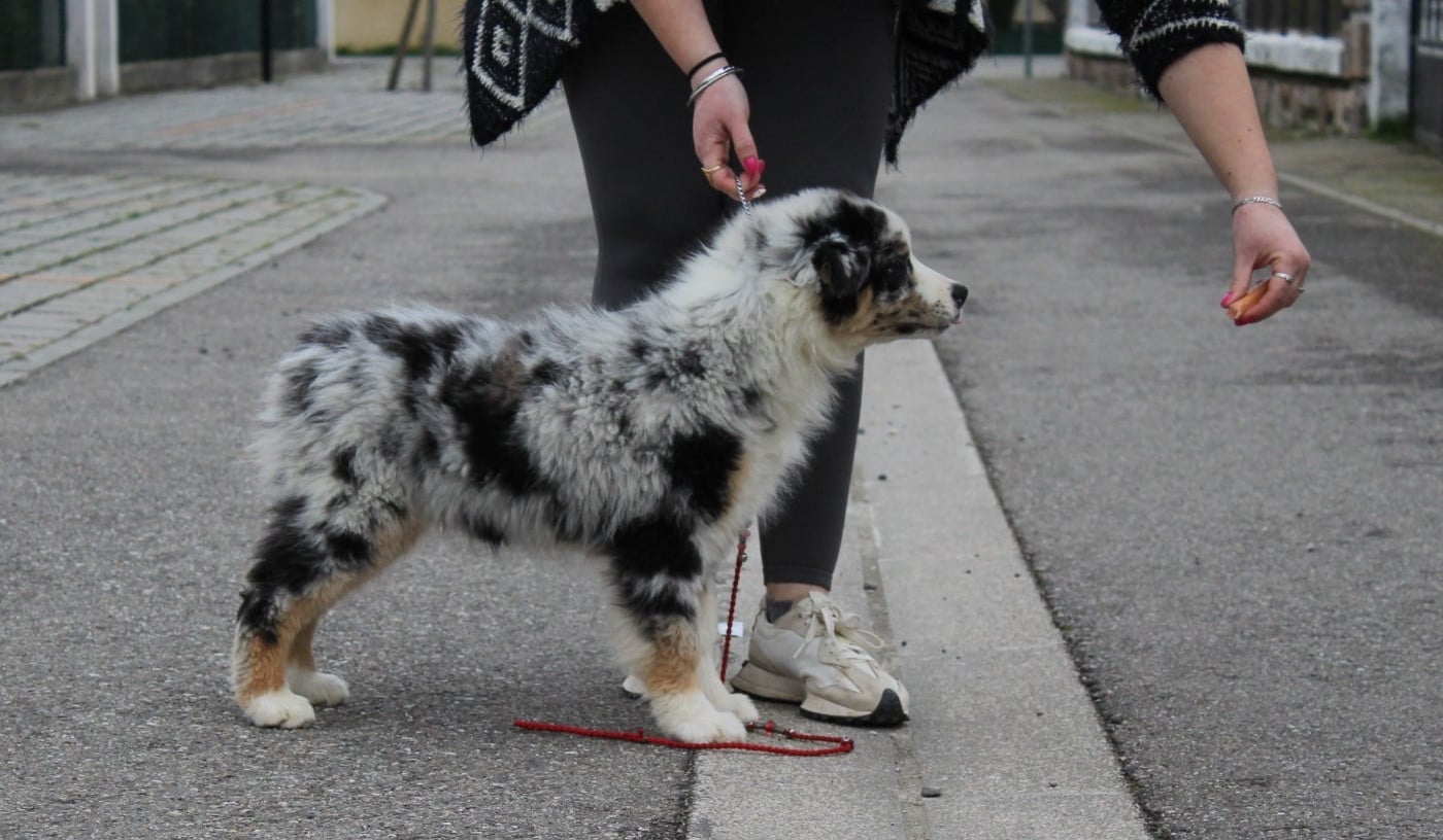 Publication : de la Plaine Ariègeoise