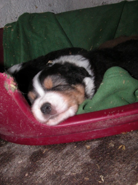 Publication : de la Plaine Ariègeoise