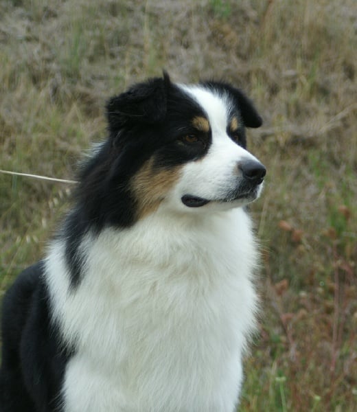 Publication : de la Plaine Ariègeoise Auteur : ribaute sandrine