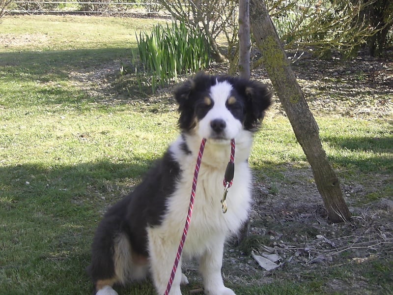 Publication : de la Plaine Ariègeoise Auteur : ribaute sandrine