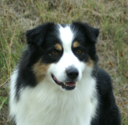 Publication : de la Plaine Ariègeoise Auteur : ribaute sandrine