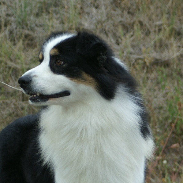 Publication : de la Plaine Ariègeoise Auteur : ribaute sandrine