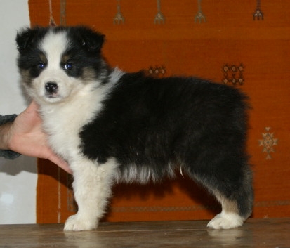 Publication : de la Plaine Ariègeoise Auteur : ribaute sandrine