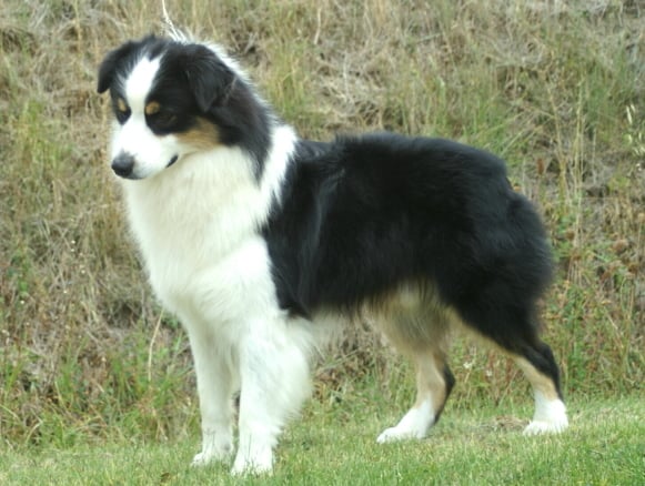 Publication : de la Plaine Ariègeoise Auteur : ribaute sandrine